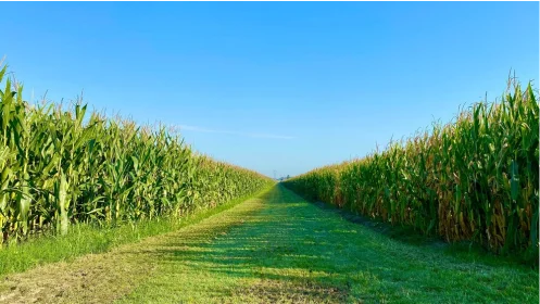 Protecting pollinators, beneficial insects and soil
