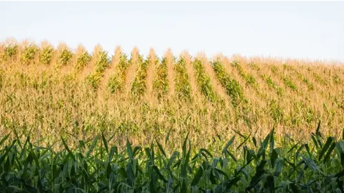 Your 2023 Harvest Season Forecast